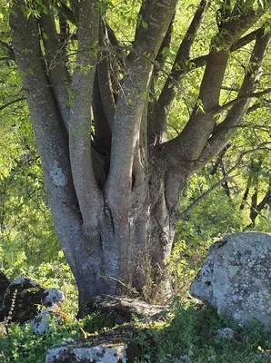 Nettle Tree