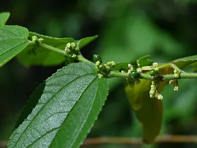 Trema micranthum