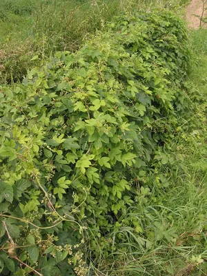 Common hop