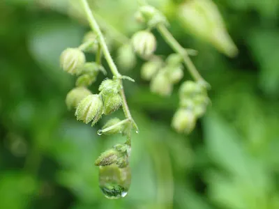 Humulus scandens