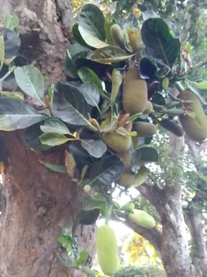 Jackfruit tree
