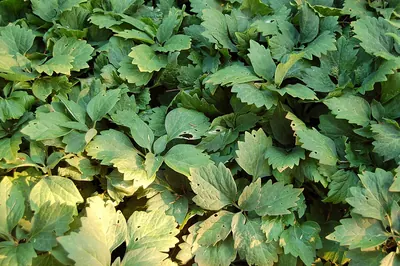 Allegheny-spurge