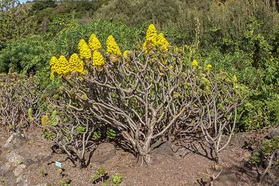 Tree roofleek, Tree aeonium