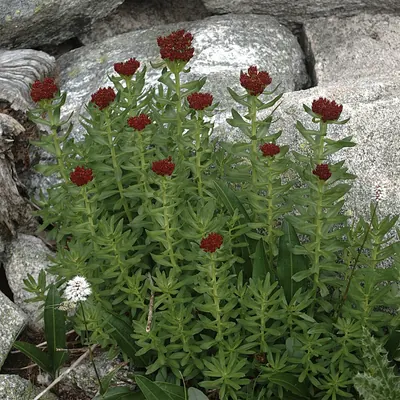 Ledge stonecrop