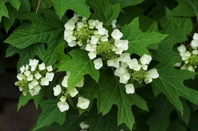 Oakleaf hydrangea