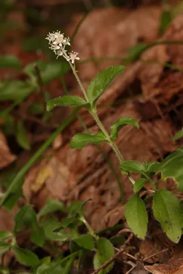 Common whipplea