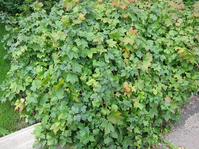 Skunk currant