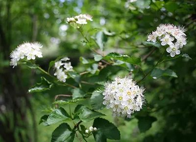 Common ninebark