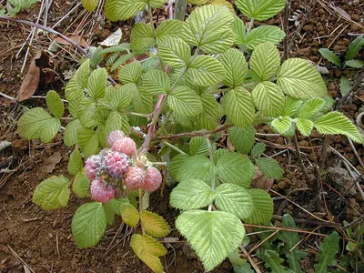 Mysore raspberry
