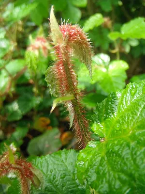 Rubus tricolor