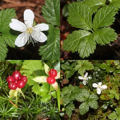 Strawberryleaf raspberry
