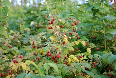 Raspberry