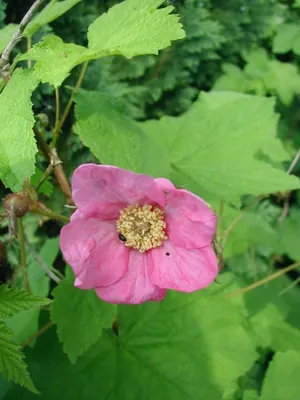 Purpleflowering raspberry