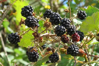 Giant Blackberry