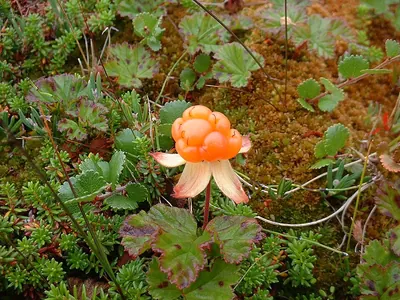 Baked apple berry