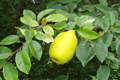 Chinese-quince