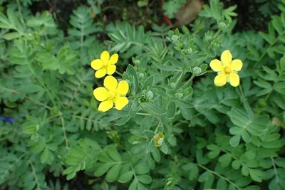 Sibbaldianthe bifurca