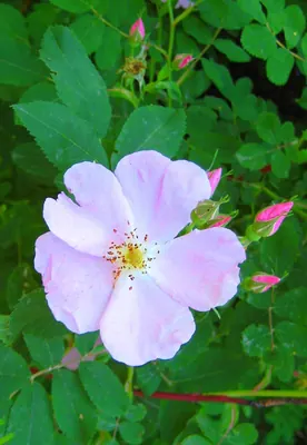 Prickly rose