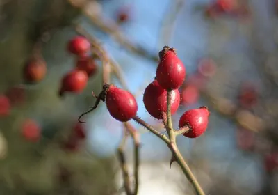 Dog-rose