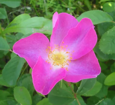 French rose