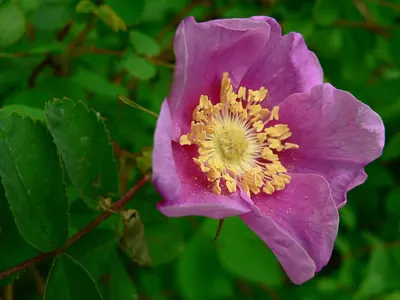 Nootka rose