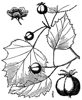 Kansas hawthorn