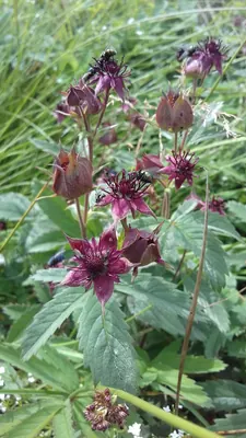 Marsh Cinquefoil