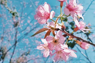 Wild Himalayan Cherry