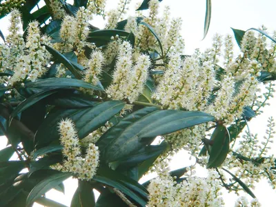 Cherry laurel