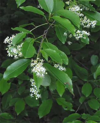 American bird cherry
