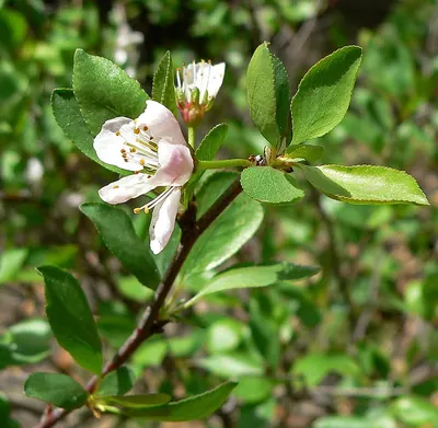 Klamath plum