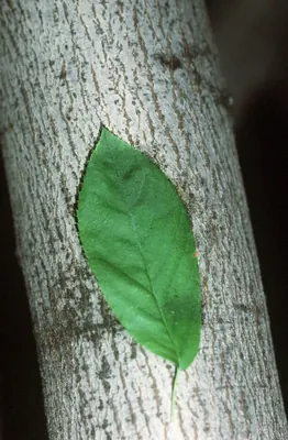 Smooth Serviceberry