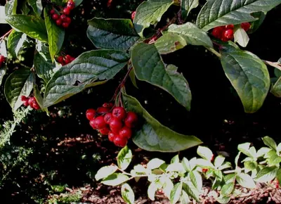 Hollyberry cotoneaster