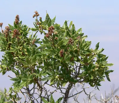 Fern Bush