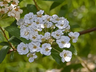 Germander meadowsweet