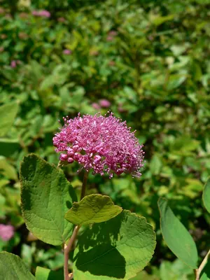 Rose meadowsweet