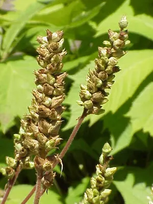 Roundleaf alumroot