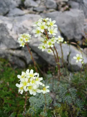 Livelong Saxifrage