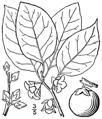 Eastern persimmon
