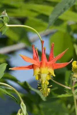 Western columbine