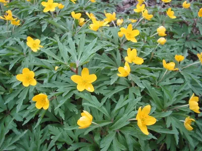 Yellow woodland anemone