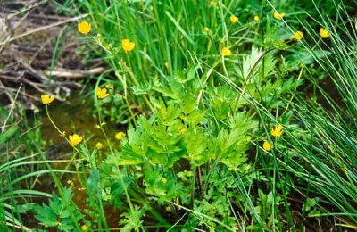 Straightbeak buttercup