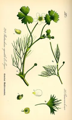 Common water-crowfoot