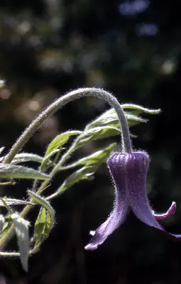 Hairy clematis