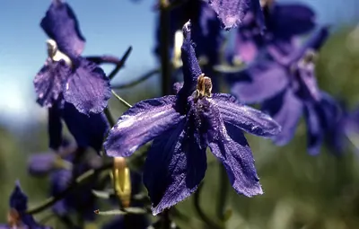 Little larkspur
