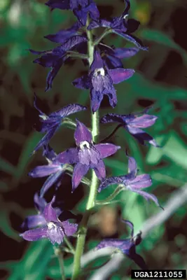 Subalpine larkspur