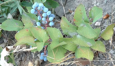 Barberry