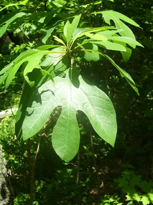 Mitten tree