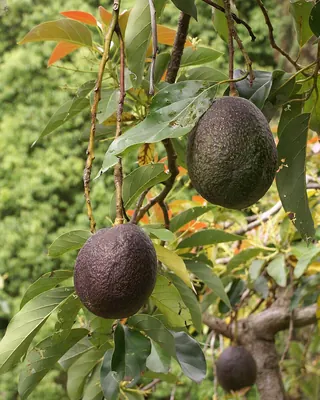 Alligator pear