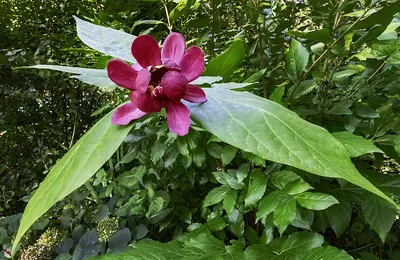 Eastern sweetshrub